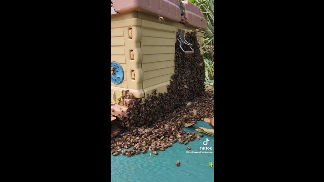Pszczoła zwiadowcza wraca do kolonii z wiadomością