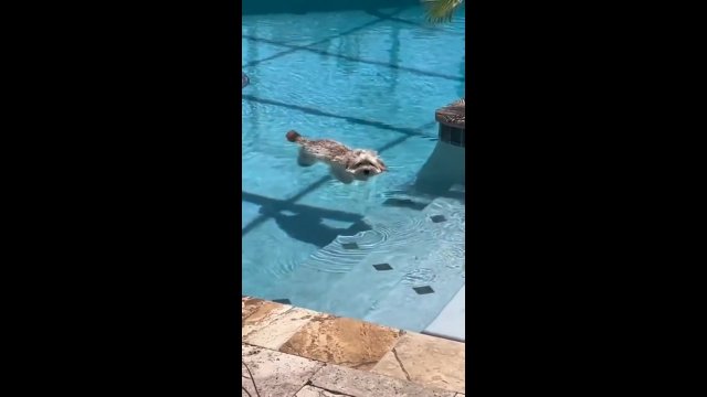 Pies przyłapany na chillowaniu w basenie. Właśnie tak powinno się żyć!