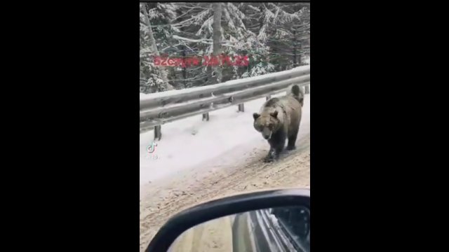 Śnieg już pada, ale niektóre niedźwiedzie jeszcze nie śpią