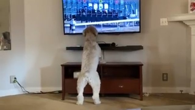 Pies bierze udział w rozpoczęciu wyścigu konnego w telewizji
