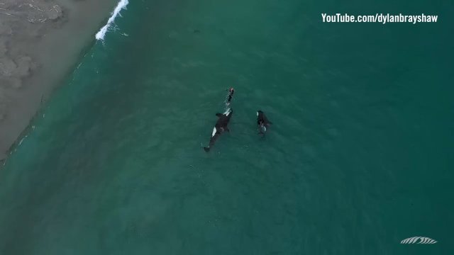 Orki bawią się z pływakiem. Imponujące nagranie z Nowej Zelandii [WIDEO]