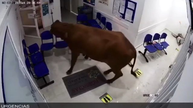 Krowa wparowała do poczekalni u lekarza