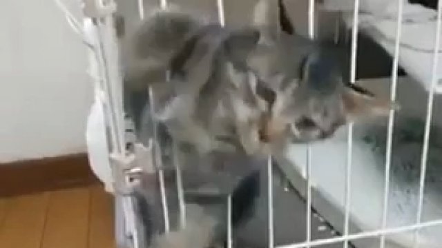 Kotek ucieka z klatki