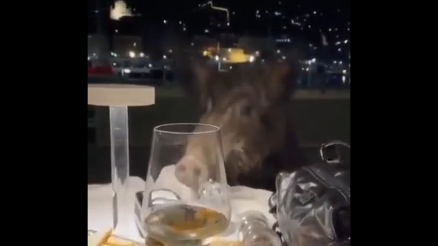 Dziki zrobiły demolkę we włoskiej restauracji