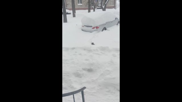 Kot szybko pożałował, że wyszedł z domu po śnieżycy