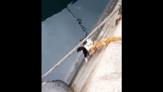 Wycieńczony kot został uratowany z pomocą liny [WIDEO]