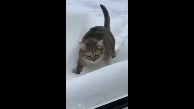 Kot został pokonany przez śnieg