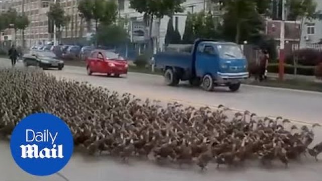 Pokaz siły kaczek