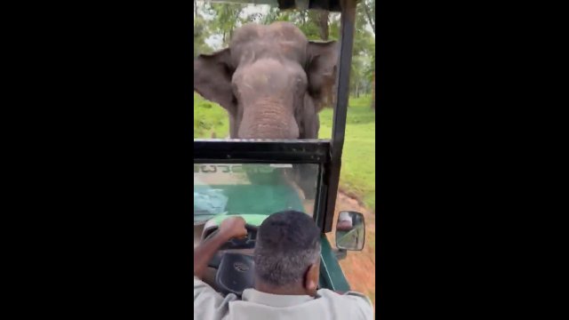 Kierowca samochodu turystycznego próbuje uciec przed wściekłym słoniem