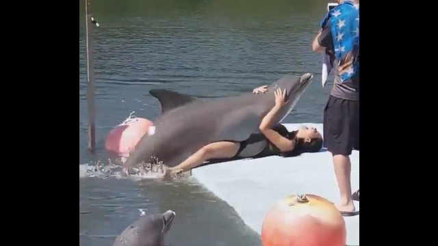 Zaskakujący finał wizyty w delfinarium. Kobieta wpadła delfinowi w oko [WIDEO]
