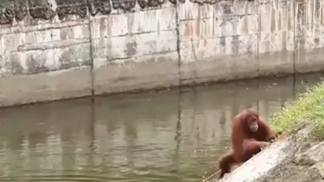 Bezmyślność turystów w Wietnamskim Zoo. Orangutan prawie utonął