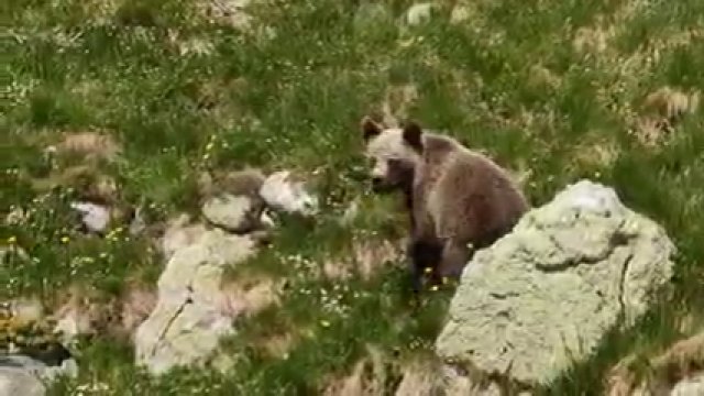 Atak niedźwiedzia na turystę w Tatrach