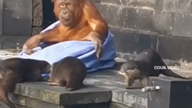 Wydry nie dają spać orangutanowi