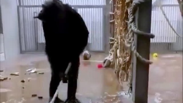 Szympans w zoo w Tallinie przeszedł na samoobsługę