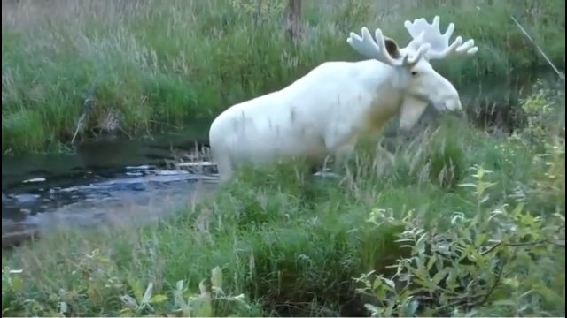 Bardzo rzadki biały łoś odnaleziony w Szwecji