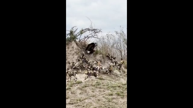 Dzikie psy afrykańskie próbowały zbliżyć się do sępa [WIDEO]