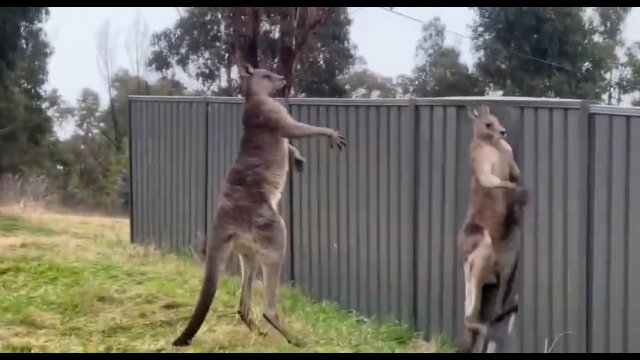 Kangur w wyniku bójki został wypchnięty przez ogrodzenie
