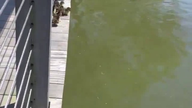 Małe kaczuszki skaczą do wody