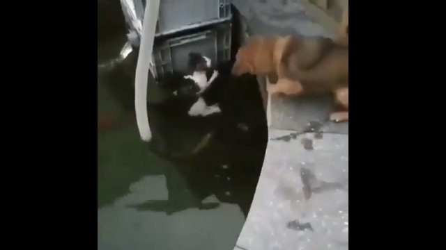 Pies wskoczył do wody, aby uratować bezbronnego kotka [WIDEO]
