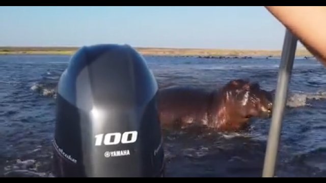 Wściekły hipopotam zaatakował łódź. Miał już dość tych cholernych turystów