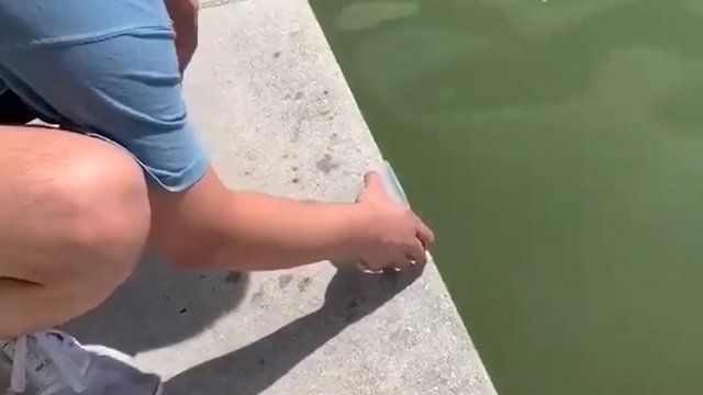 Żółwik wypuszczony do wody został od razu połknięty przez dużą rybę