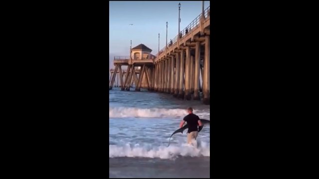 Odważny facet pomógł rekinowi dostać się z powrotem do wody