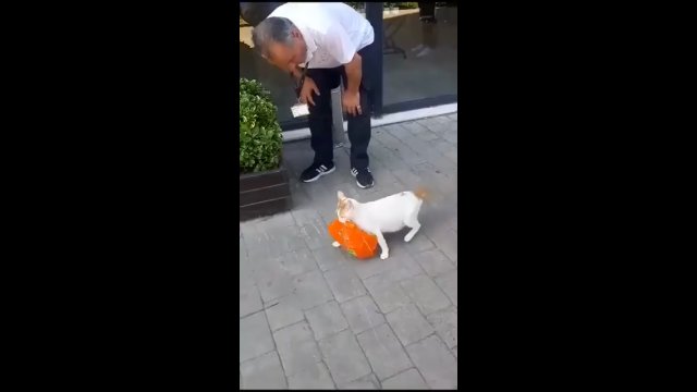 Ten kot ukradł zapakowanego kurczaka ze sklepu, aby nakarmić swoje kocięta [WIDEO]