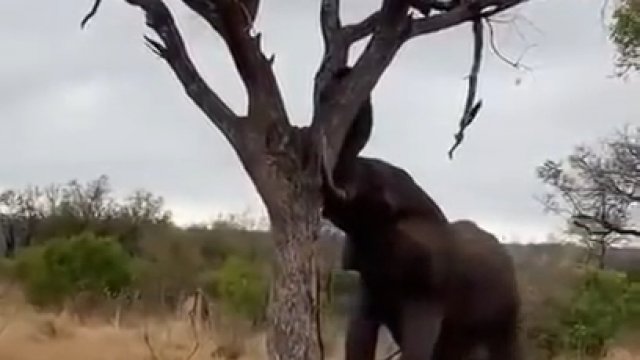 Niewiarygodna siła słonia, który bez problemu przewraca drzewo