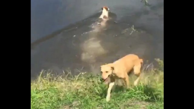 Pies został zjedzony przez aligatora na oczach zrozpaczonych dzieci +18 [WIDEO]