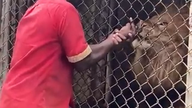 Lew w Jamaica Zoo oderwał palec facetowi, który pozwolił sobie na zbyt dużo