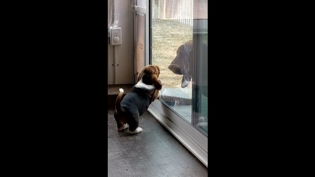 Psia mama oczy szczeniaka korzystania z drzwi