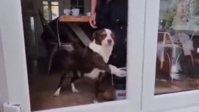 Pies nie ufa że szkła już nie ma w drzwiach