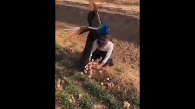 Szalony paw zaatakował kobietę, która próbowała ukraść jego jaja [WIDEO]