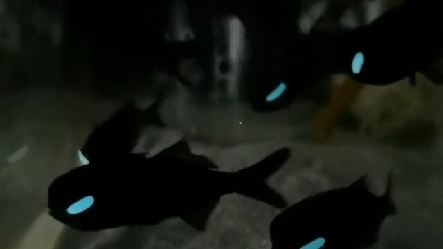 Ryby latarki wytwarzają światło bioluminescencyjne, które mogą włączać i wyłączać