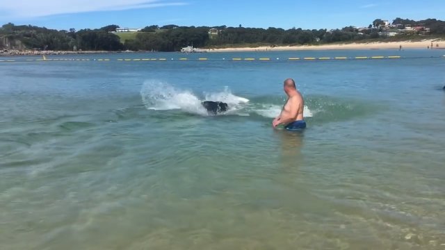 Foczka urządziła polowanie na australijskiej plaży