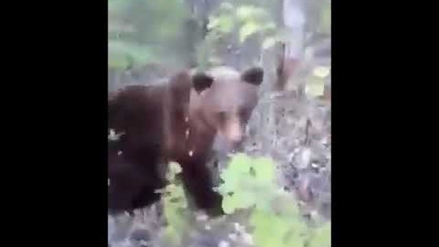 Kopanie niedźwiedzia w tyłek to słaby pomysł