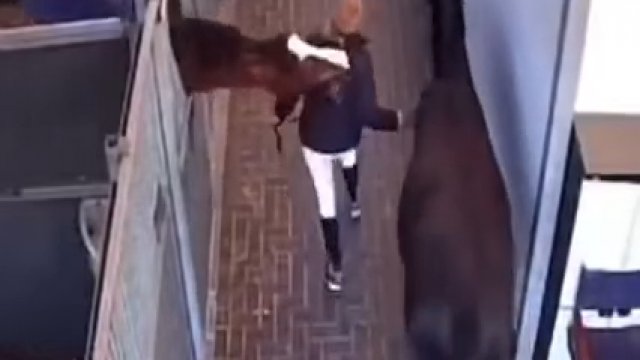 Koń zaatakował kobietę w stajni