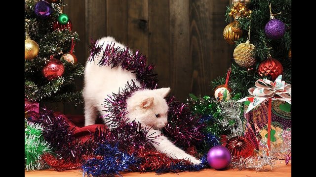 Koty kontra choinki bożonarodzeniowe