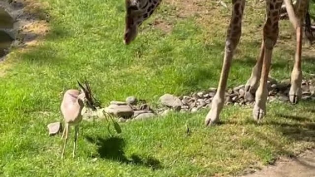 Żyrafa pomaga gazeli zdjąć gałęzie z poroża