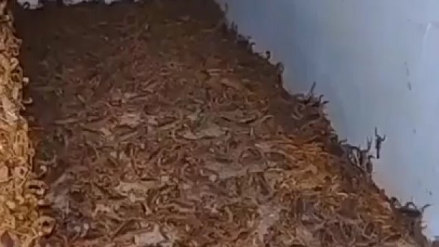 Tylko „kilka” najbardziej śmiercionośnych brazylijskich skorpionów
