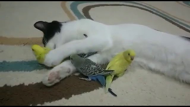 Koteł przyjaźni się z papugą