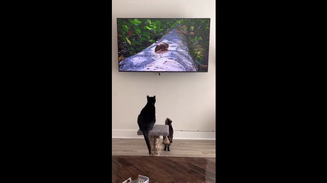 Kot zobaczył wiewiórkę w TV. To była zbyt duża pokusa