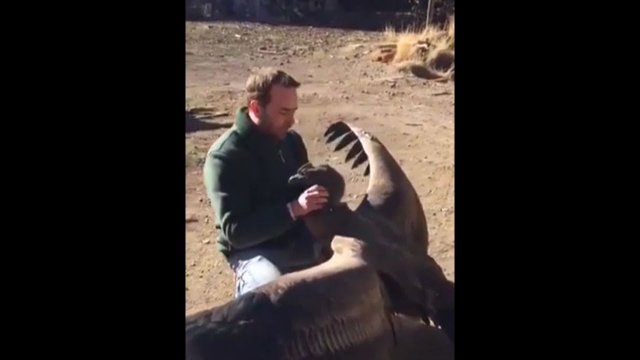 Duży kondor regularnie odwiedza człowieka, który uratował mu życie jako piskle