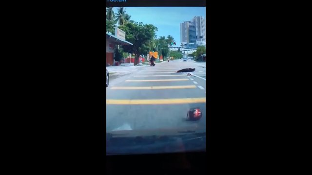 Co za pech! Pasażerka na skuterze została uderzona kokosem w głowę