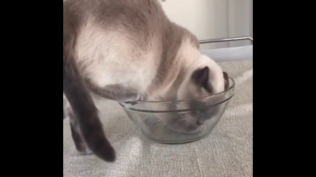 Kot próbuje się zmieścić w misce
