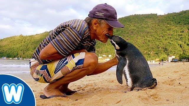 Ten pingwin pływa 5000 mil rocznie, aby odwiedzić człowieka, który go uratował