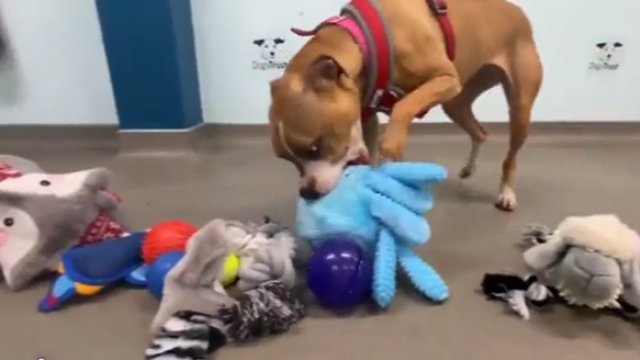 Psy wybierają swój świąteczny prezent