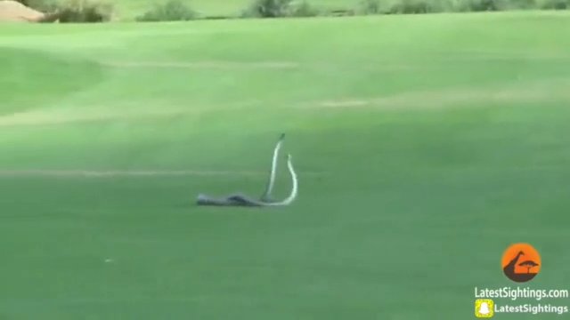 Walka węży. Nagranie potyczki na polu golfowym