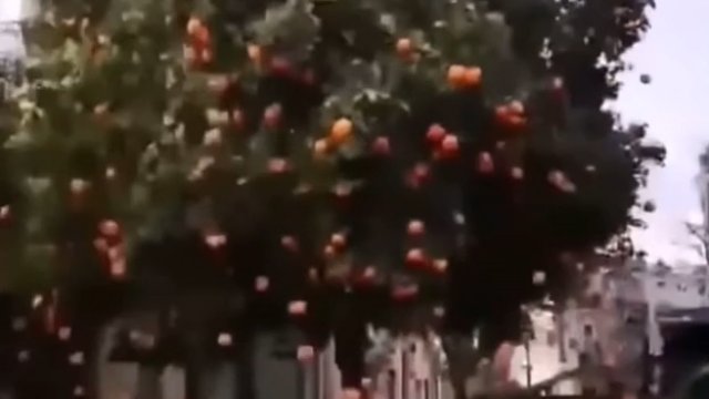 Tak zbiera się pomarańcze w Walencji