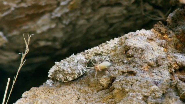 Rogata żmija pająkowata ma unikalny ogon przypominający pająka